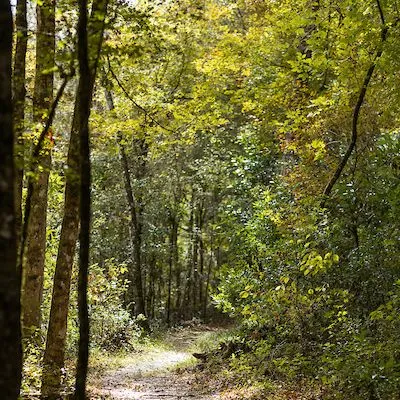 thumbnail for publication: Forest Herbicide Characteristics